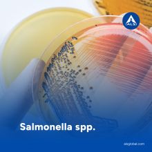 Salmonella spp. 